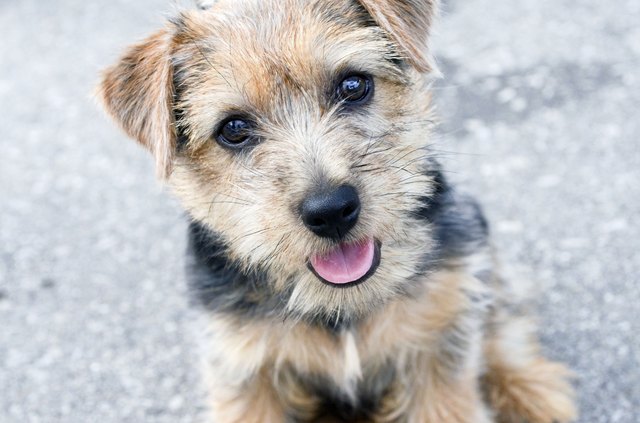 Norfolk Terrier