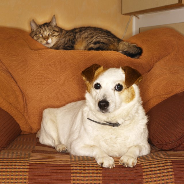 terrier dog and cat sitting on a sofa
