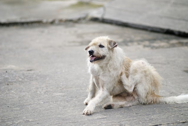 Deformed Dtreet Dog
