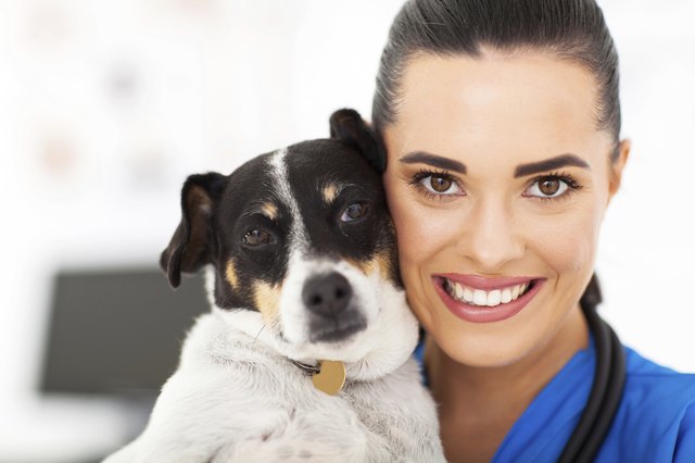vet and dog