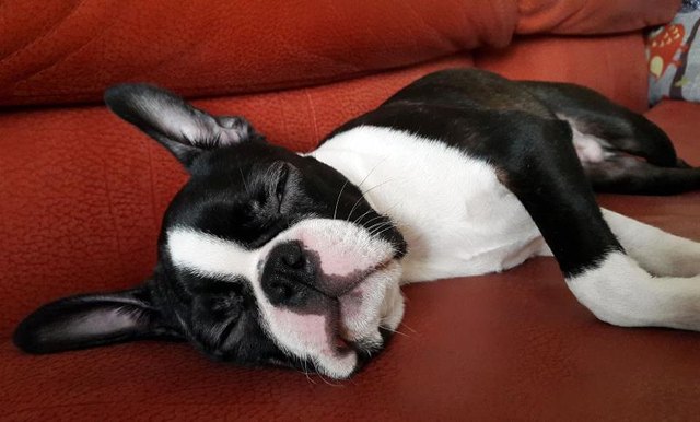 Puppy sleeping on the couch - Boston terrier
