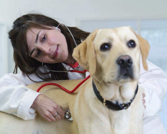 Vet checking dog's heartbeat