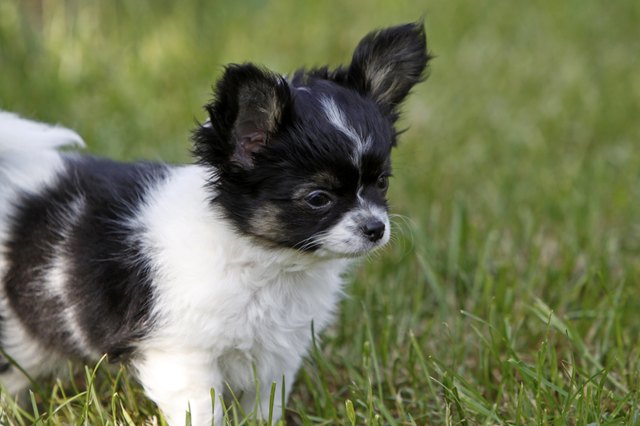 Why Does My Chihuahua Have Floppy Ears? | Cuteness