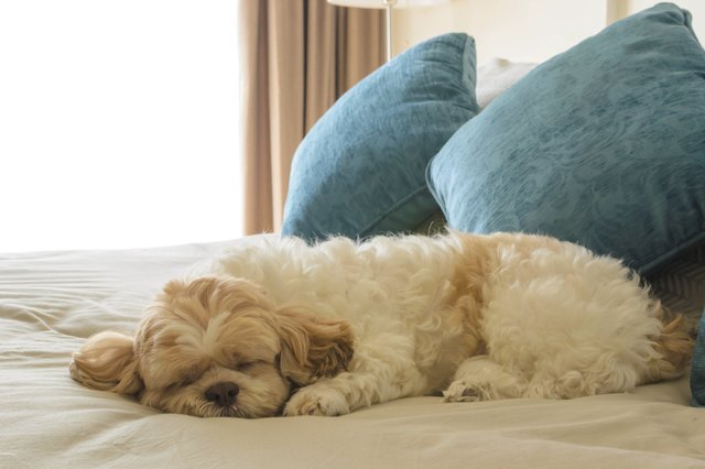 how-to-get-a-dog-to-sleep-cuteness