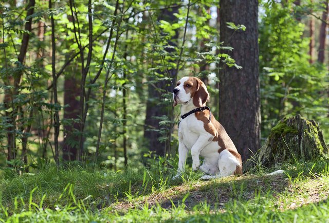 beagle in forest