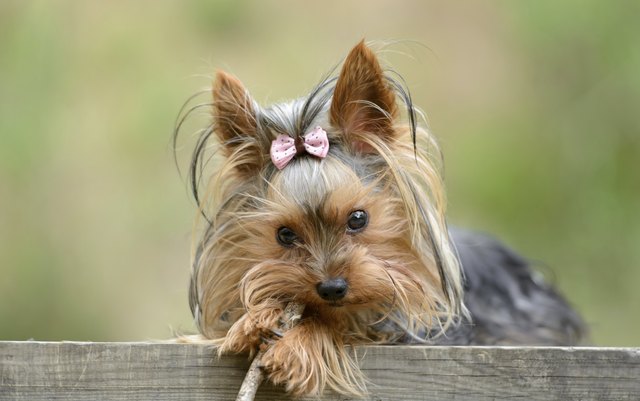 Female Yorkshire Terrier dog