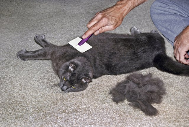 My Cat has Dandruff and Black Specks in his Fur | Cuteness