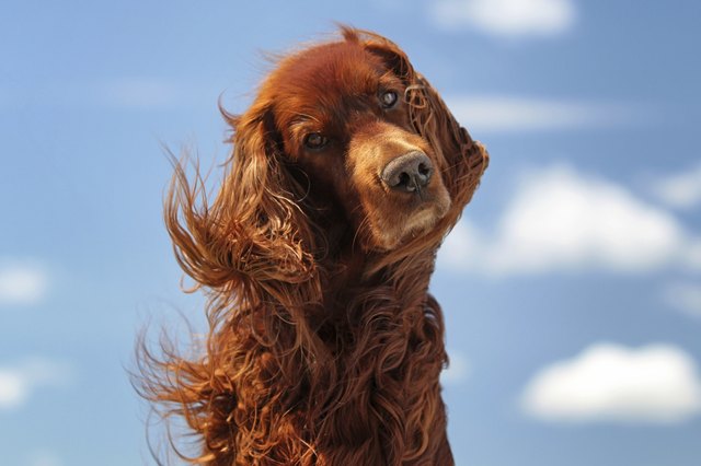 Red irish setter dog turn head