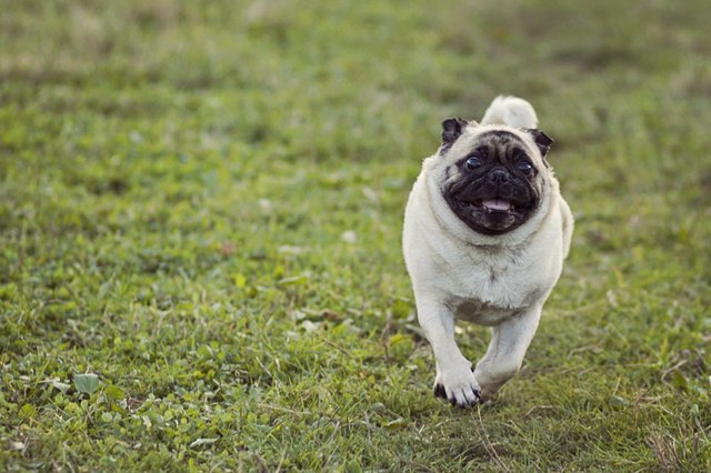 Crazy pug