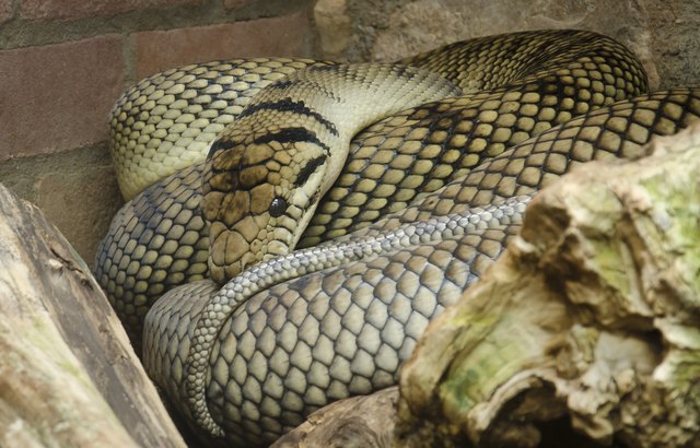 Boa Vs. Python | Cuteness