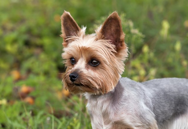 Cute yorkie puppy