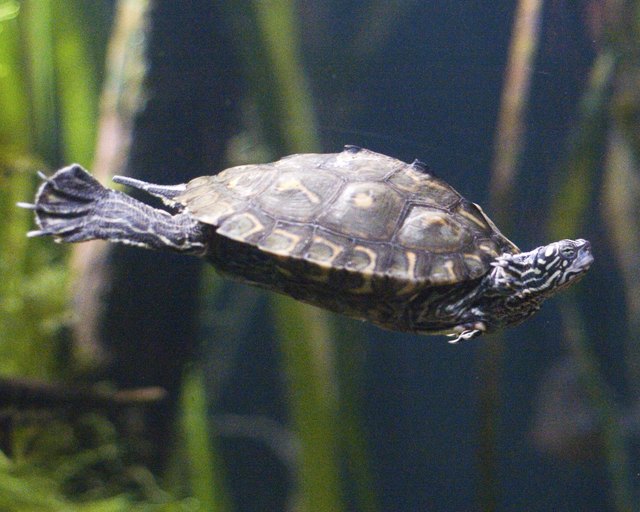 How to Clean an Aquatic Turtle Tank | Cuteness