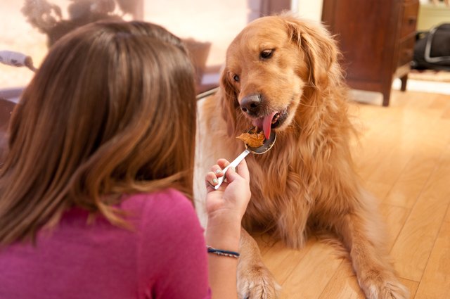Girl Feeds Her Dog Peanut Butter