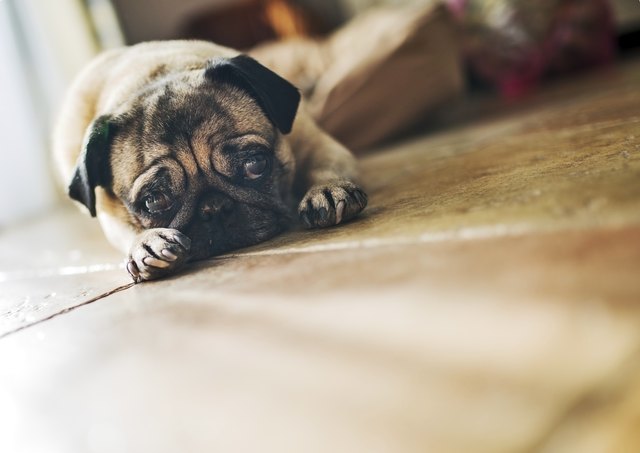 Cute pug lying