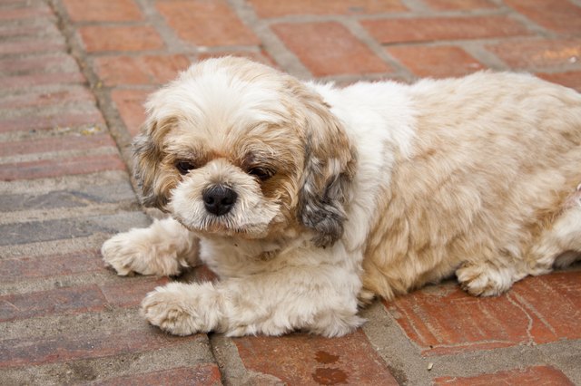 Shih tzu dog
