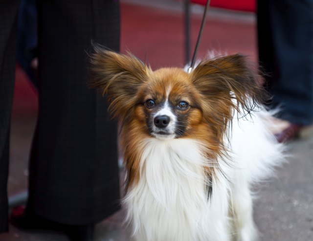 Continental Toy Spaniel