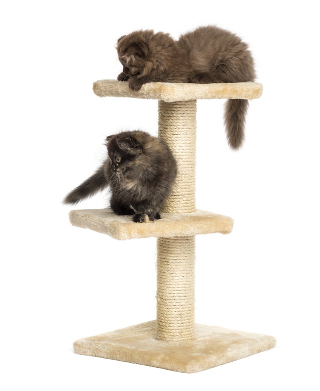 Highland fold kittens playing on a cat tree, isolated