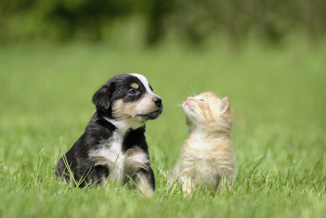 Cat and dog