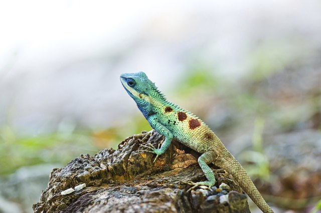 Blue iguana in the nature
