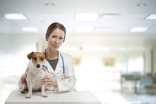 how is bile reflux treated in dogs