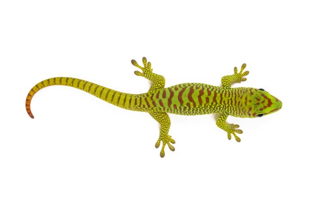 Madagascar Day Gecko