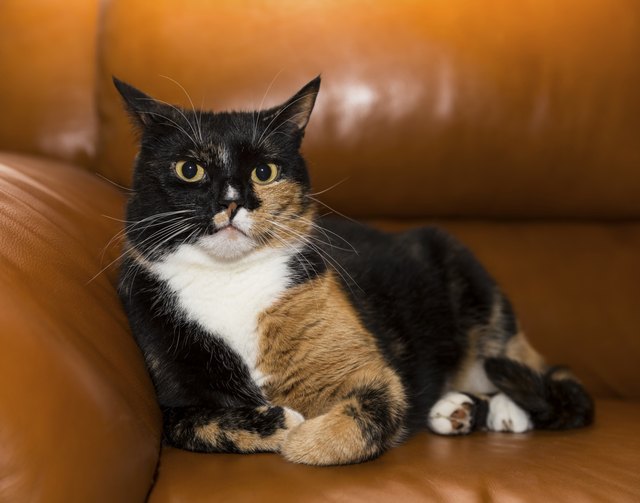 difference between calico cats and tortoiseshell cat
