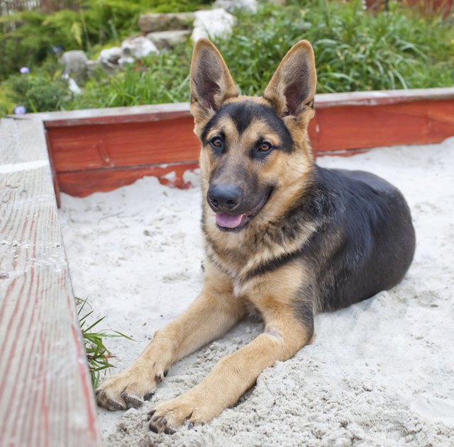 German Shepherd