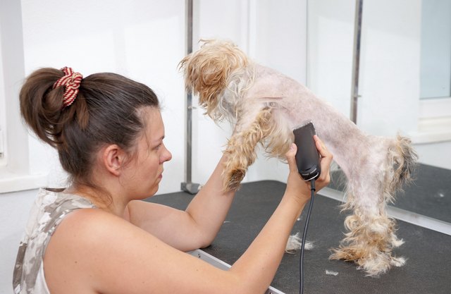 Female groomer haircut Yorkshire Terrier