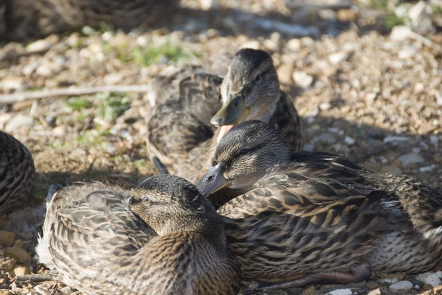 Female mallard ducks resting