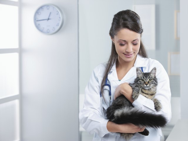Healthy cat
