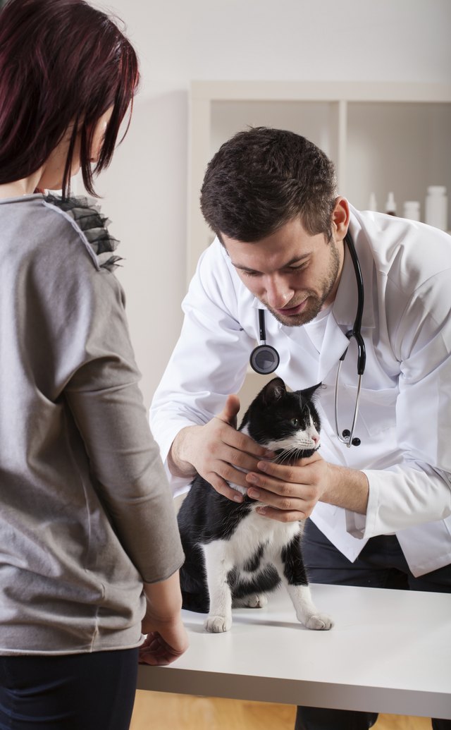 Pet during medical appointment