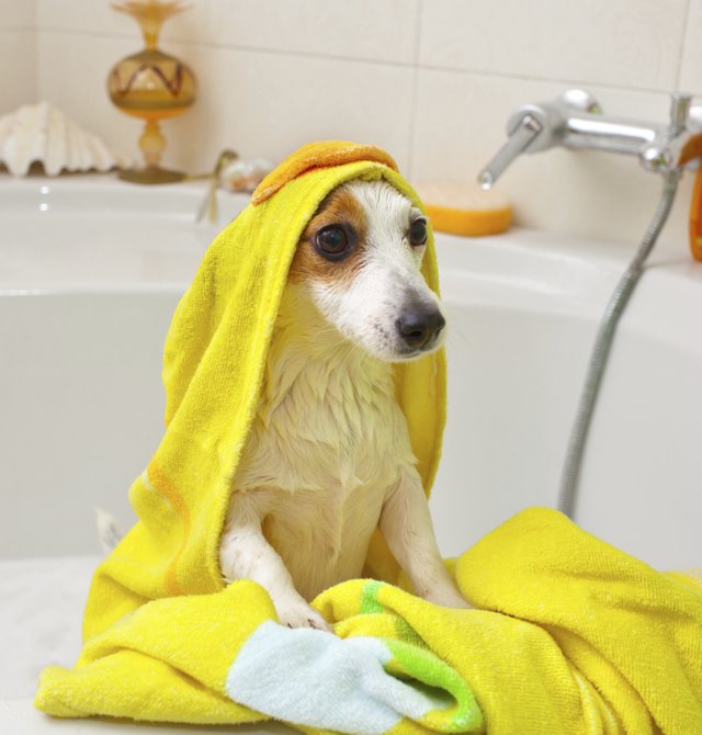 Dog taking a bath in bathtub