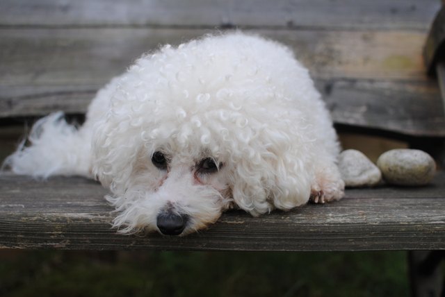 bichon frise on the bench