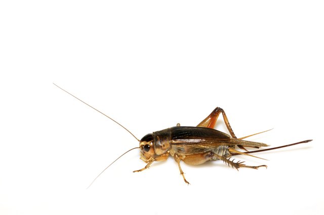 insects - crickets