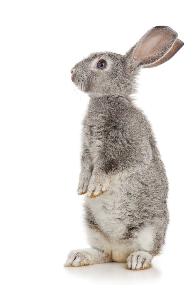 Gray rabbit