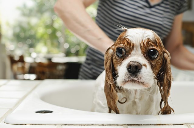 Washing The Dog