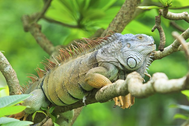 What Are Some Different Types of Iguanas? | Cuteness