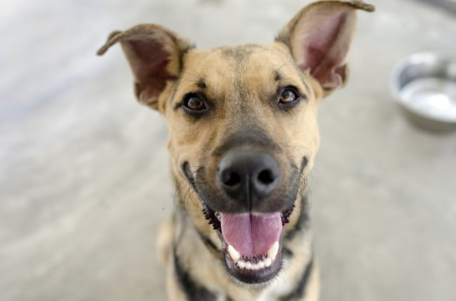 German Sheppard dog