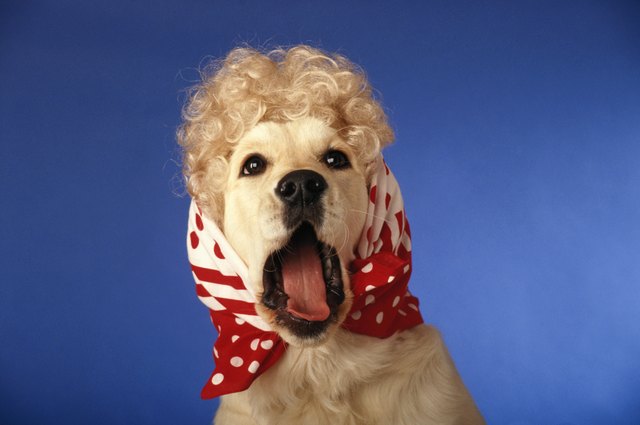 Puppy wearing headscarf, shouting