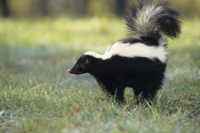 Striped skunk (Mephitis mephitis) spraying, USA
