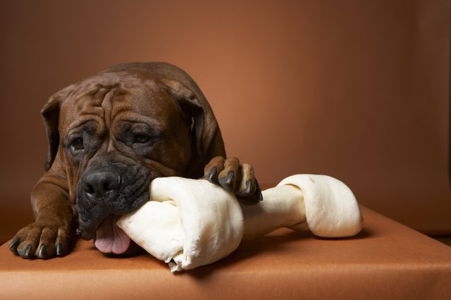 Dog with rubber bone