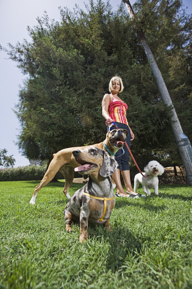 Woman walking Great Dane, Dachshund and Poodle