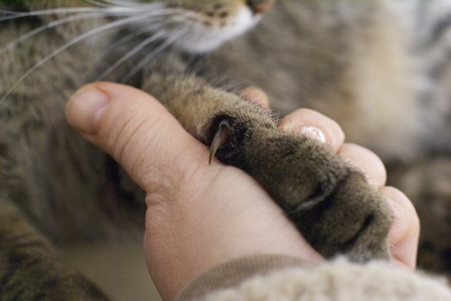 Human's hand holding cat paw with claw