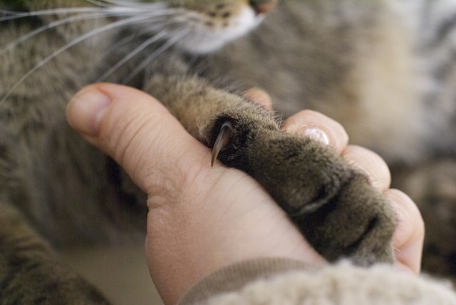 Pros And Cons Of Declawing A Cat Cuteness