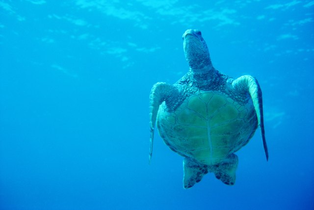 Green Sea Turtle, Maui, Hawaii