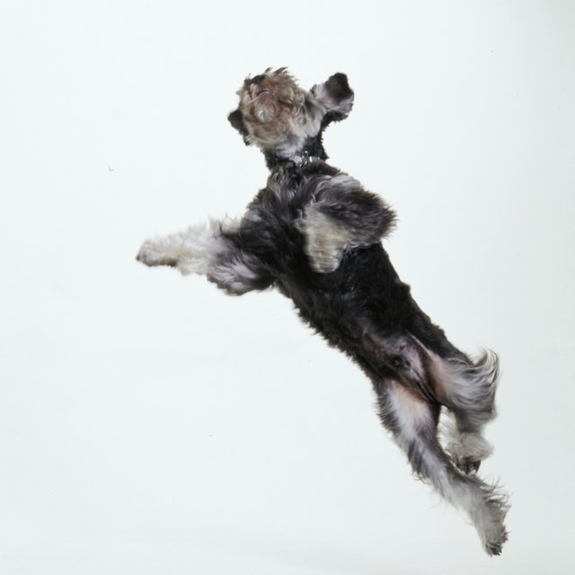 Mini Schnauzer Jumping