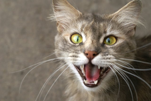 Cats smile