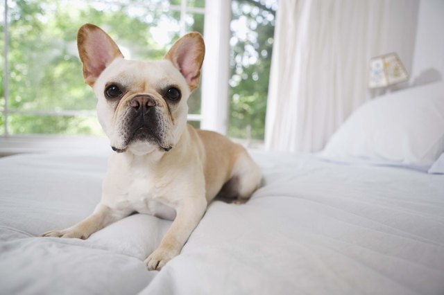 Dog in home and on bed