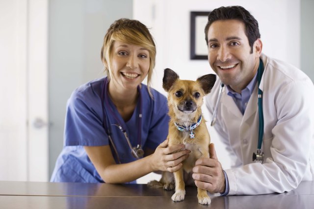 Veterinarians with a dog