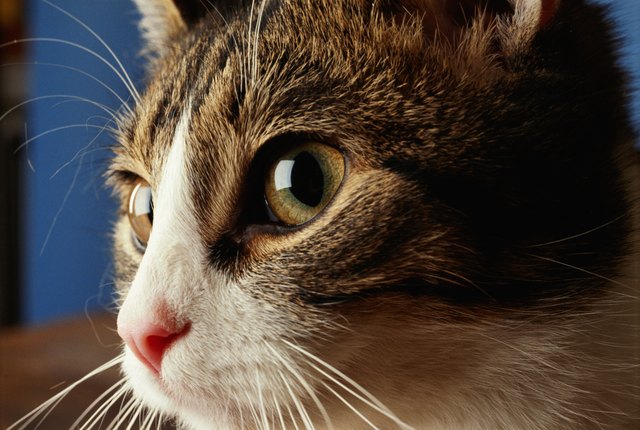 What Are the Causes of a Feline's Dilated Pupils? Cuteness